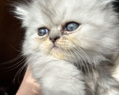 8 weeks old five 1 2-7six 4 7six six 3
800$
TEXT ONLY