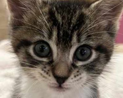 Meet Punch! She is playful and such a beautiful sweet girl. She loves to play and wrestle with her sisters (Gin & Spiked) and her mom (Cider). She is very laid back but loves to play and then cuddle up on blankets with you for a nap. Great with kids and other cats. She has also my large dog. Punch is being fostered from Homeward Bound and will be available on 11/26 for adoption. If you are inte...