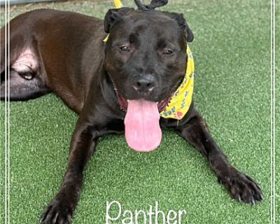 PANTHER - American Bulldog Male Dog for Adoption