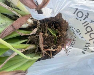 Free double-blooming irises