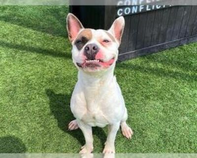 Adult * Location Orange, CA, 92868 USA USA *. Dog Breed: Staffordshire Bull Terrier / Mixed (medium coat). Physical Attributes Coat Length: Medium Additional Information Was the Dog Found No