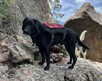 Leo - Labrador Retriever Male Dog for Adoption