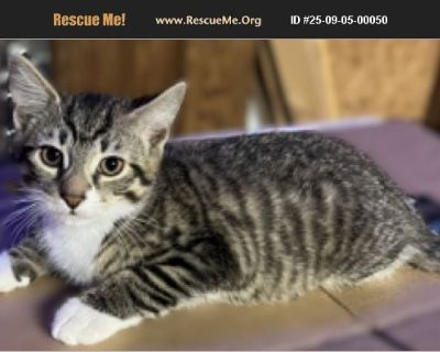 Curious, bold, and full of confidence. Charlie is always the first to explore new places and will keep you entertained with his adventurous spirit.