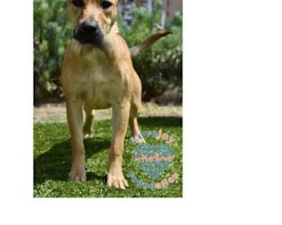 Lil Red Litter-Tazzie COH - Pit Bull Terrier/Shepherd (Unknown Type) Mix Female Puppy for Adoption