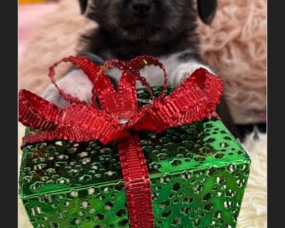 Meet Flower! Flower is a 10-week-old Shih Tzu/Chihuahua mix with the sweetest personality. She is gentle, loving, and ready to find her forever home. We are a 501(c)(3) nonprofit rescue, and all adoption fees go directly toward the medical care and support of our rescue dogs. Adoption Fee: $650.00 This includes: %BD %BD%BD %BD %BD%BD %BD%BD%8F Age-appropriate vaccinations %BD %BD%BD %BD %BD%BD ...