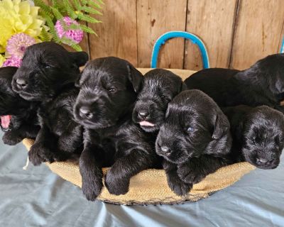 Samuel King - Dog Breeder - Greenfield Puppies