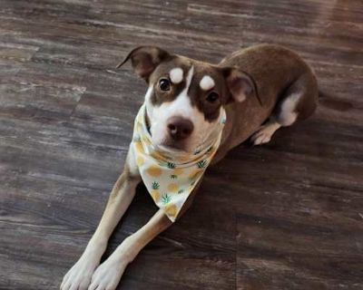 Kona - Husky/Terrier (Unknown Type, Medium) Mix Female Dog for Adoption