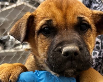 Health Vaccinations up to date.. Puppy Male Small