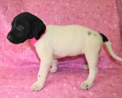 Labrador Hybrid Retriever Puppies