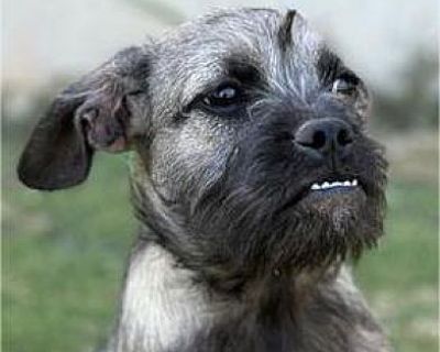 Grimie - Border Terrier/Shih Tzu Mix Female Puppy for Adoption