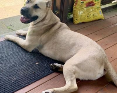 Our beautiful Buddy Boy is patiently waiting to meet his forever family and soulmate! Buddy's story is one of a gentle, 1+-year-old soul who nearly became "another sad statistic" at an NYC shelter. We fought hard to save Buddy, who is now showering his foster family with loads of love and proving he was worth every effort! Buddy is a very handsome gentle giant, at 75lbs (he's not growing anymor...