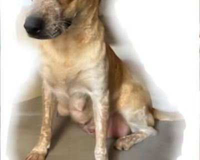 Ms buttercup and puppies - Cattle Dog Female Dog for Adoption