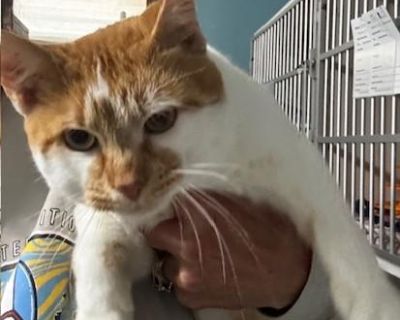 Meet Gibson The Velcro Cat You ve Been Waiting For If you ve ever wished for a cat who actually seeks you out look no further than Gibson! This young orange-and-white charmer is the definition of outgoing. He doesn t just enjoy attention he demands it, in the most lovable way. Gibson was found as a stray, but it s clear he was born for indoor life with a human who adores him. He s like Velcro o...