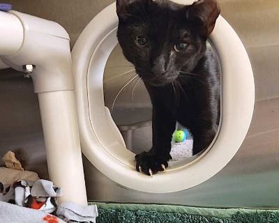 Child. Black (all). Our kittens are busy playing, exploring, and showing off their personalities come meet your new best friend!