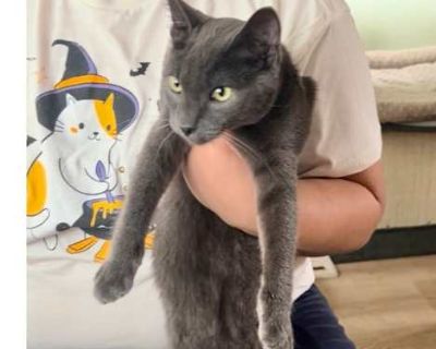 Worthington, a gorgeous Russian Blue mix, was found on the streets of Los Angeles. One of our foster's was working "in the field" when Worthington started following her around and rubbing around her legs. After inquiring with all the neighbors, she found out he did not have a home so she took him home. We checked for a microchip but he did not have one so he became a Jette's Foster Critters kit...