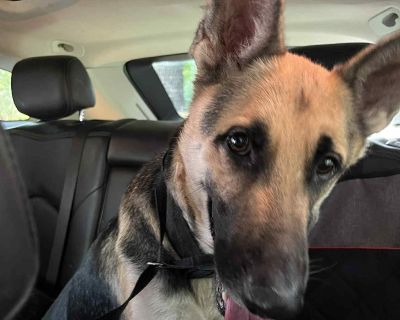 Meet Xara! This gorgeous 2-year-old, weighing 54 lbs German Shepherd was rescued from the euthanasia list. Despite her rough start, Xara s heart is pure gold. Dog & people friendly Sweet, gentle, and loving Loyal and eager to please The perfect mix of playful & calm Xara is looking for her forever family where she ll finally know safety, love, and stability. German Shepherds are known for their...