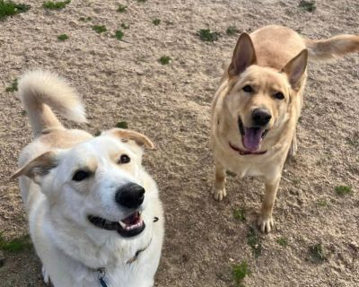 Marshall (white) - German Shepherd Dog Male Dog for Adoption