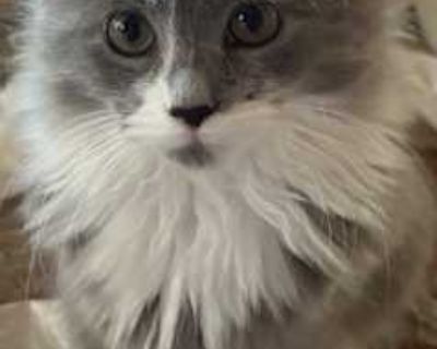 Buttercup - Domestic Longhair Female Cat for Adoption