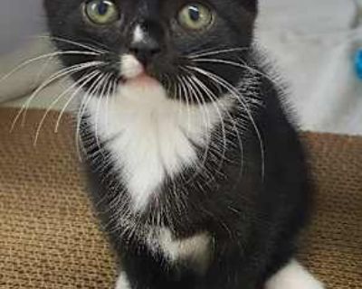 Jewel - Domestic Mediumhair Female Cat for Adoption