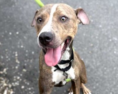 Libby - American Pit Bull Terrier Female Dog for Adoption
