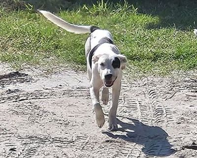 Barbie - American Staffordshire Terrier Female Dog for Adoption