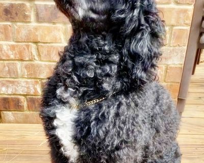 5 Male and 5 Female Portuguese Water Dog Puppies for Sale