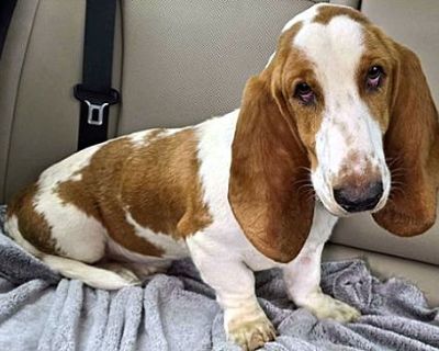 HAMILTON - Basset Hound Male Puppy for Adoption