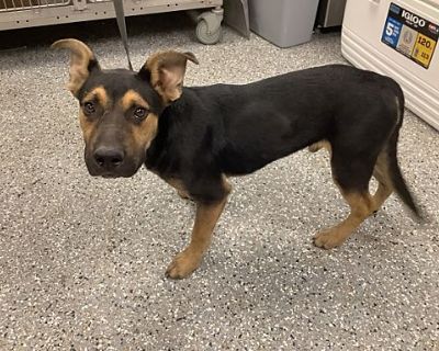 Georgie* - Shepherd (Unknown Type) Male Dog for Adoption