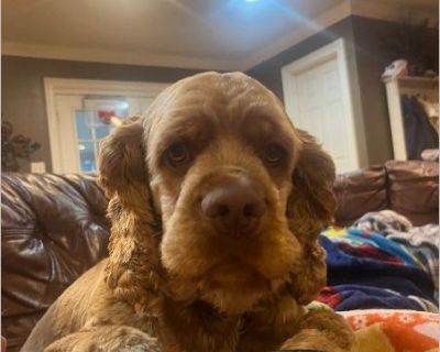 Chewy is a handsome boy! He is reactive and somewhat food aggressive. We got him as a puppy so he is good with my kids unless they try to take something away from him. I have done puppy training and training to work on his behavior. For the most part he is sweet and just wants to snuggle and get belly rubs. He is housebroken and does ok in the kennel. He is protective of his person. He would do...