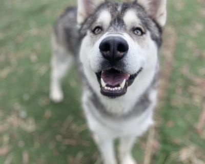 BLADE - Siberian Husky Male Dog for Adoption