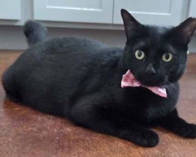 Adult. Black (all). Hair: short. Microchipped. Meet Podo! Podo is a 2-year-old Domestic Shorthair Bobtail with the sweetest heart and the cutest little tail. This handsome boy is a total lovebug who melts for tummy rubs and pets. Podo s journey hasn t been easy he was rescued from a cat colony a year ago suffering from severe pododermatitis ( pillow foot ). Life outdoors was no longer safe for ...