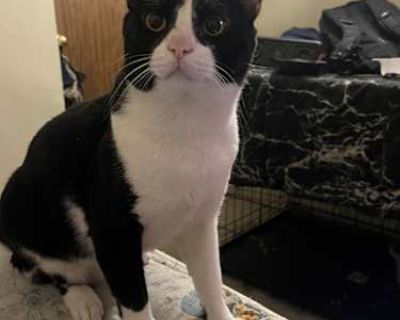 Shadow & Midnight - American Shorthair Male Cat for Adoption