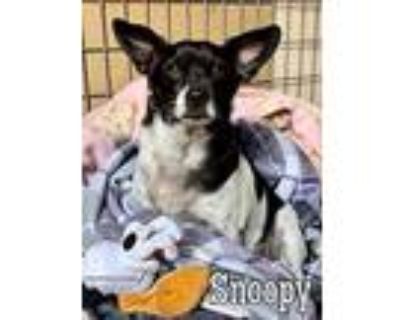 Snoopy, Rat Terrier For Adoption In Acton, California