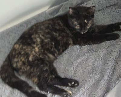 Available through Humane Society of Northern Utah email: 1adoptions@gmail.com Telephone: (801)-648-2719. Health Vaccinations up to date, spayed / neutered.. Young Female Small