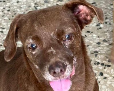 Canela spent years in a backyard breeding operation in Puerto Rico, used over and over to produce puppies. But despite everything she endured, this girl s spirit is pure sweetness. She absolutely lives for belly rubs, gentle affection, and any treat you re willing to share. Now safe in rescue, Canela is thriving. She lives in a large group of dogs and gets along wonderfully with everyone. Even ...