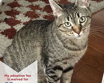 Leah - Domestic Shorthair Female Cat for Adoption