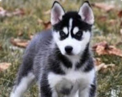 I want a Siberian Husky at least a puppy. You will get 20 dollars or more nothing more than 100 dollars. It depends how it's trained meaning fed, potty, sleeps. I appreciate whoever can do this for me!!!