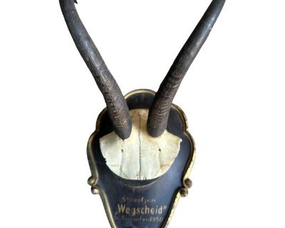 1940s Chamois Goat Trophy 122 Black Forest Roe Deer