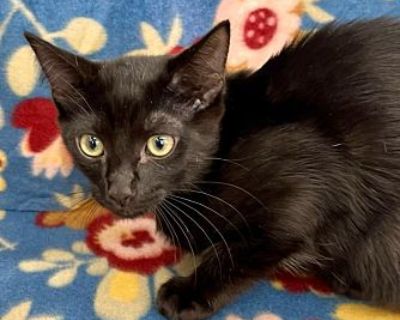 Chocolate Thunder - Domestic Shorthair Female Cat for Adoption