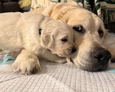 3 Male and 2 Female Golden Retriever Puppies for Sale