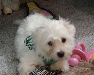 Eclipse - Poodle (Miniature)/Bichon Frise Mix Female Puppy for Adoption