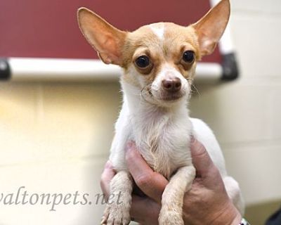 Gilly #16405 - Chihuahua Male for Adoption