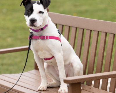 Houndor is a 9-month-old pup with a sweet and friendly personality. She's curious about the world around her and loves to explore new sights and smells. Still young, Houndor has plenty of playful energy and would enjoy a home where she can stay active and engaged. She is very playful and loves treats. She is learning how to sit and play fetch. With her kind nature and eagerness to connect, Houn...