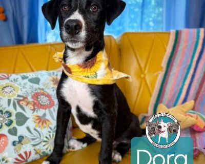 Meet Dora the Explorer! (please share!!) This curious, clever girl is ready to explore her forever home! At just 5 months old, Dora is already showing how incredibly smart and eager to please she is. She s treat-motivated, quick to learn, and already knows her daily routine like a pro. Dora is crate trained, potty trained, and knows how to sit talk about a fast learner! She s friendly, playful,...
