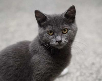 Skeeter - Domestic Shorthair Male Cat for Adoption