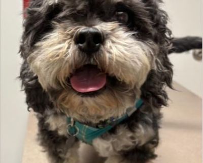 Woof! My name is Sheriff, and I'm a 5-year-old, 12-pound ShihPoo boy looking for my forever home! I may have started out as a stray, but a kind human saved me and now I'm ready to steal your heart. I'm the perfect little gentleman with excellent house manners-I'm totally house-broken, I don't get into mischief, and I have free range of my foster home when my people are out. I absolutely love cu...