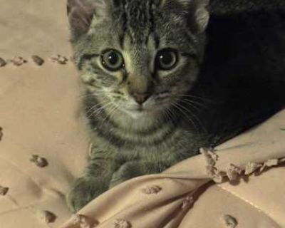 Meet Edward The Brave Little Tabby with a Big Heart!. Good with cats Purebred Shots current Spayed / Neutered Housetrained. Breed Domestic Shorthair Color Age Kitten Sex Male Pet ID ps_2559444-26 Hair Length