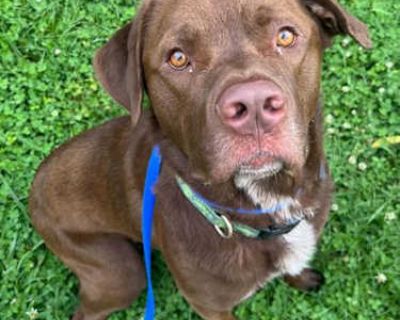 Rodney - Labrador Retriever Male Dog for Adoption