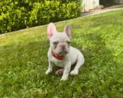 French Bulldog