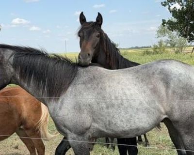 2023 blue roan filly (project)